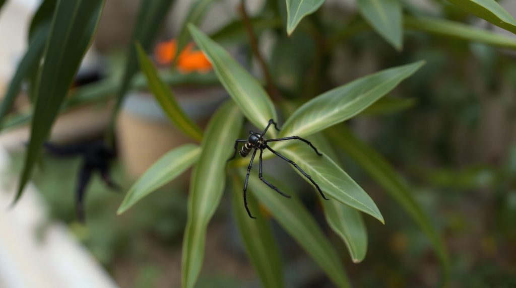 Staphylin noir sur une feuille dans un jardin