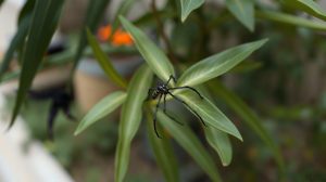 Staphylin noir sur une feuille dans un jardin